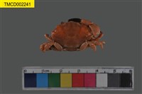 藏品(火紅皺蟹)的圖片